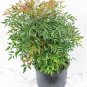 Nandina domestica Firepower Heavenly Bamboo dwarf plant 1gallon Live Plant NN7 M