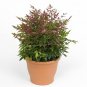 Nandina domestica Heavenly Bamboo plant 1gallon Live Plant NN7 MR71G