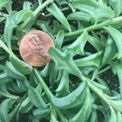 Rare String Of Dolphins Succulentsenecio egrinus  Live Plant NN7 4inPot  Indoor