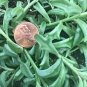 Rare String Of Dolphins Succulentsenecio egrinus  Live Plant NN7 4inPot  Indoor
