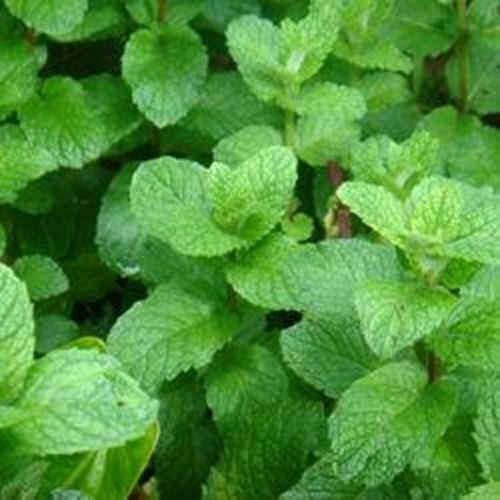 Applemint Mentha Suaveolens Herbs Live Plant NN7 4inPot