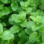 Applemint Mentha Suaveolens Herbs Live Plant NN7 4inPot
