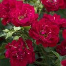 Rosa drift R Red drift R Rose groundcover, red plant 1gallon Live Plant NN7 MR71