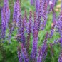 Salvia May Night plant 1gallon Live Plant NN7 FR71G Outdoor