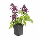 Salvia Point Sal plant 1gallon Live Plant NN7 FR71G Outdoor
