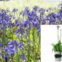 Agapanthus Storm Cloud plant 5gallon Live Plant NN7 FR75G Outdoor