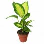 Dieffenbachia Camille In  Dumb Cane Care Guide Live Plant NN7 4inPot  Indoor CO8