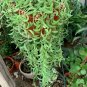 string of banana succulent hanging Indoor  6inpot indoor