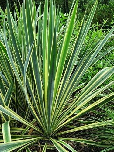 Bright Edge AdamS Needle Bright Edge Large Full Yucca Bright Edge plant 5gallon