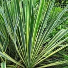 Bright Edge AdamS Needle Bright Edge Large Full Yucca Bright Edge plant 5gallon