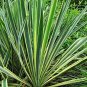 Bright Edge AdamS Needle Bright Edge Large Full Yucca Bright Edge plant 5gallon