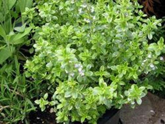 Thyme Lemon Thymus Citriodorus Herbs Live Plant NN7  veggies herbal  4inPot