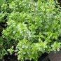 Thyme Lemon Thymus Citriodorus Herbs Live Plant NN7  veggies herbal  4inPot