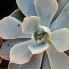 Echeveriaubsessilis Cactus Cacti Realucculent Live Plant NN7 4inPot