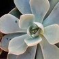 Echeveriaubsessilis Cactus Cacti Realucculent Live Plant NN7 4inPot