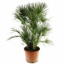 Chondropetalum Tectorum plant 5gallon Live Plant NN7 FR75G Outdoor