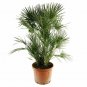 Chondropetalum Tectorum plant 5gallon Live Plant NN7 FR75G Outdoor