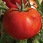 Early Girl Hybrid Tomatoes  Live Plant NN7 4inPot  Indoor CO8