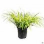 Goldenweet Flag Acorus Gram Ogon plant 1gallon Live Plant NN7