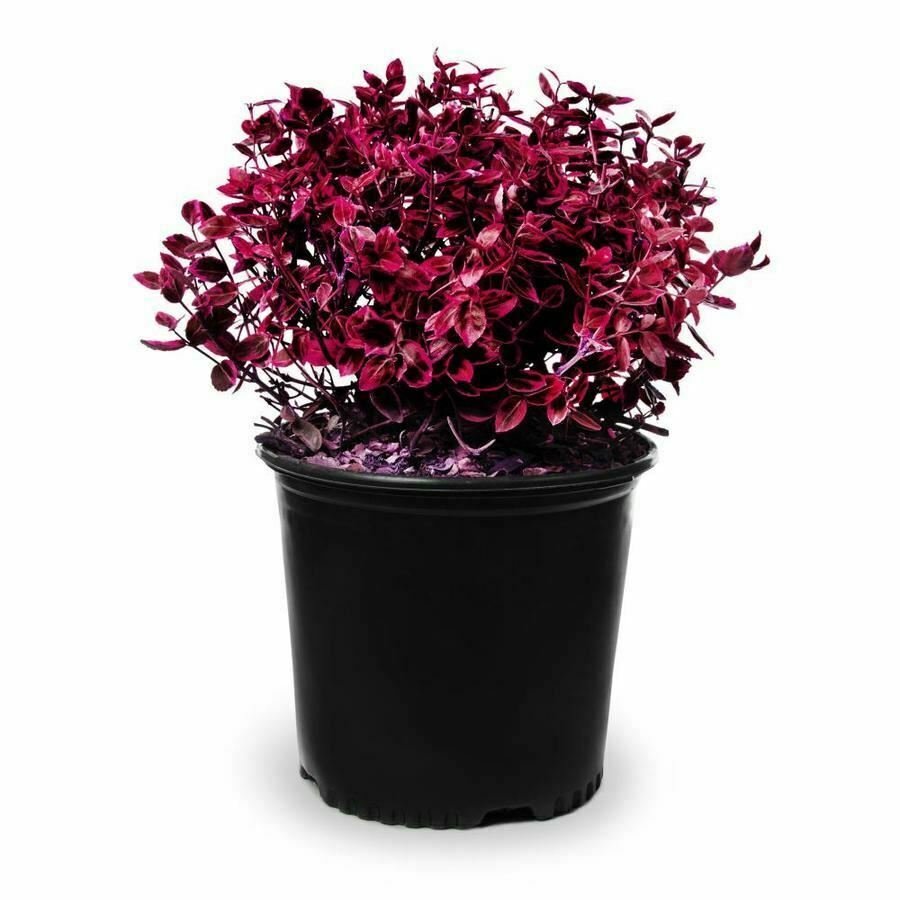 Euonymus alatus Compacta Burning Bush plant 5gallon Live Plant NN7 mr75g