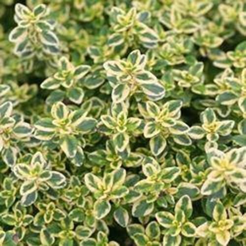 Thyme Golden Lemon Thymus Citriodorus Herbs Live Plant NN7  veggies herbal  4inP