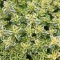 Thyme Golden Lemon Thymus Citriodorus Herbs Live Plant NN7  veggies herbal  4inP