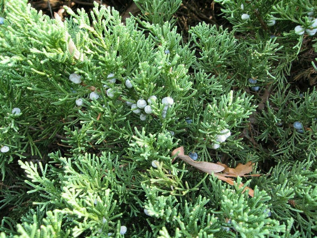 Creeping Juni Junius H Bar Harbor Groundcv plant 1gallon Live Plant NN7