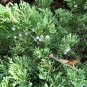 Creeping Juni Junius H Bar Harbor Groundcv plant 1gallon Live Plant NN7