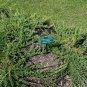Creeping Juni Junius H Bar Harbor Groundcv plant 1gallon Live Plant NN7