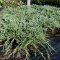 Creeping Juni Junius H Bar Harbor Groundcv plant 1gallon Live Plant NN7
