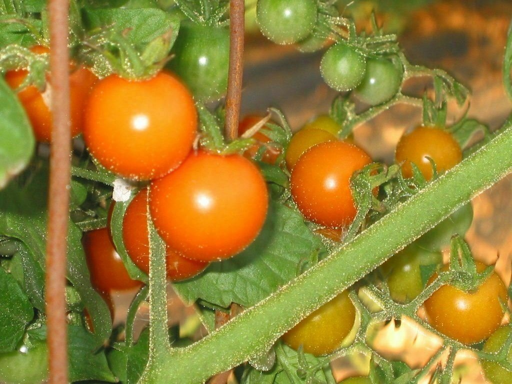 Tomatohady Ladypring Vegetable Plant TWO 2plants 4inPot Live Plant NN7 groundcov