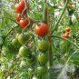 Tomatou Fantasticpring Vegetable Plant TWO 2plants 4inPot Live Plant NN7 groundc