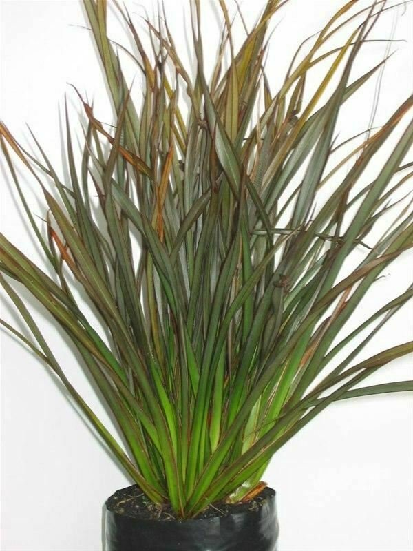 Phormium Jack Spratt plant 1gallon Live Plant NN7 FR71G Outdoor