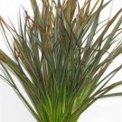 Phormium Jack Spratt plant 1gallon Live Plant NN7 FR71G Outdoor