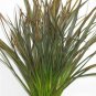Phormium Jack Spratt plant 1gallon Live Plant NN7 FR71G Outdoor