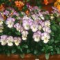 Violaorbet Coconutwirl Herb Plant 24 Plants 2inPot Live Plant NN7 groundcover fl