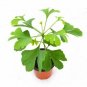 Ginkgo Princeton Sentry plant 5gallon Live Plant NN7 FR75G Outdoor