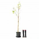 Betula alba plant 5gallon Live Plant NN7 FR75G Outdoor