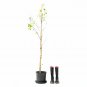 Betula alba plant 5gallon Live Plant NN7 FR75G Outdoor