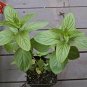 Mint Pepmint Herb 4 S Live Plant NN7 4inPot