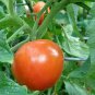 Celebrity Tomato  Plump Robust Tomatoes Determinat Live Plant NN7 4inPot  Indoor