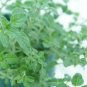 Oregano Hot Spicy Origanum Hot And Spicy Herbs Live Plant NN7 4inPot