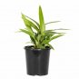 Dianella Tasred PP#18737 plant 5gallon Live Plant NN7 FR75G Outdoor