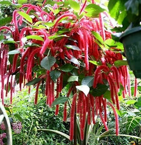 Coleus Gays Delight 6tarters Live Plant NN7 6in9 FOLIAGE INDOOR CO8 FOLIAGE INDO