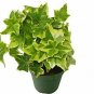 English Ivy Gold Child Home And Garden Gardening H Live Plant NN7 4inPot   Indoo