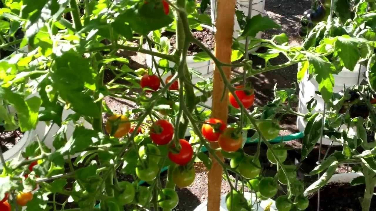 Tomato Sweet 0pring Vegetable Plant TWO 2plants 4inPot Live Plant NN7 groundcover