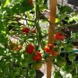 Tomato Sweet 0pring Vegetable Plant TWO 2plants 4inPot Live Plant NN7 groundcover