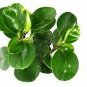Peomia Thailand  Live Plant NN7 4inPot  Indoor CO8