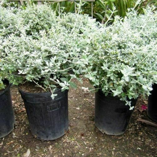 Teucrium frut Azurea Bush Germander plant 5gallon Live Plant NN7 MR75G