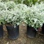 Teucrium frut Azurea Bush Germander plant 5gallon Live Plant NN7 MR75G